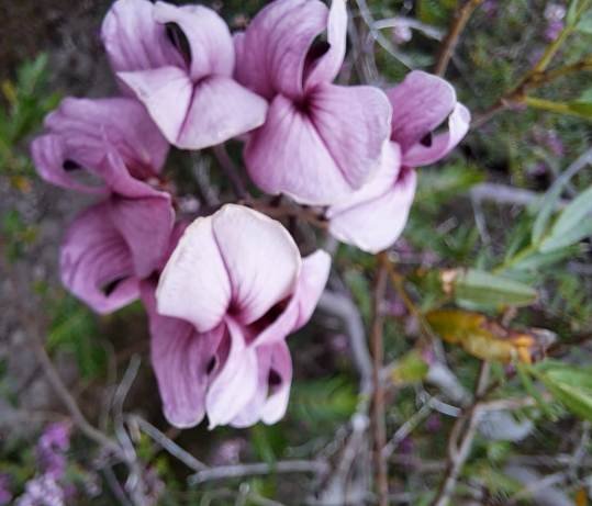 Virgilia oroboides flowers